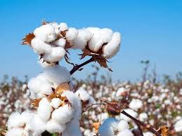 Cotton