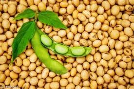 Soybean