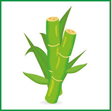 Sugarcane